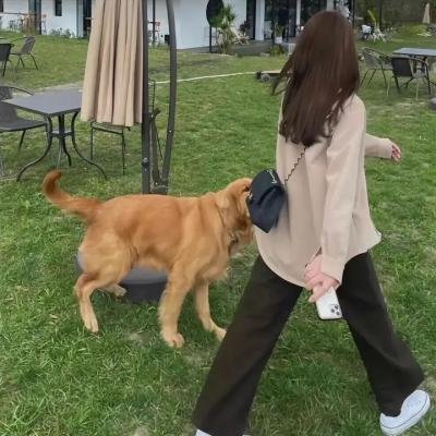 圣诞狗狗救援